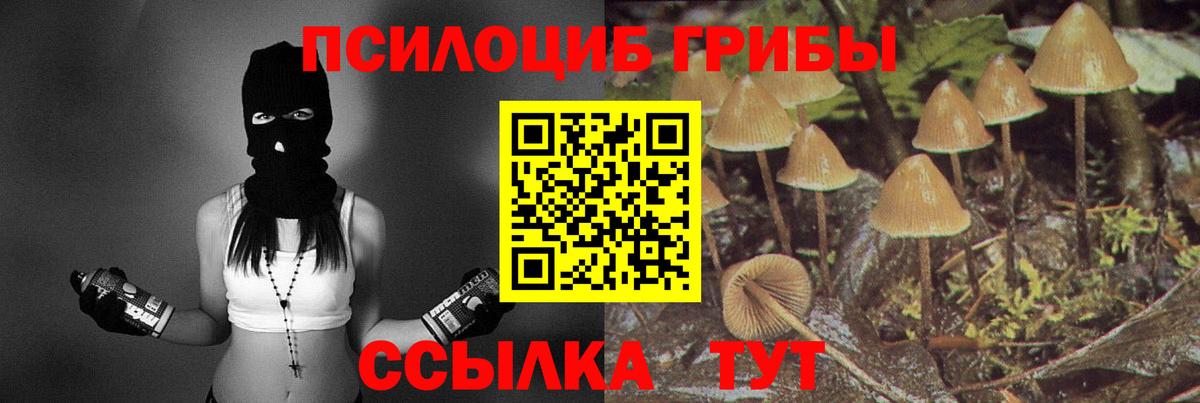 Псилоцибиновые грибы Psilocybe Люберцы